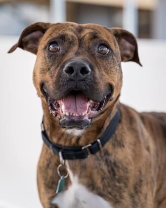 May Rescue - Meet Lucky $105 Donated