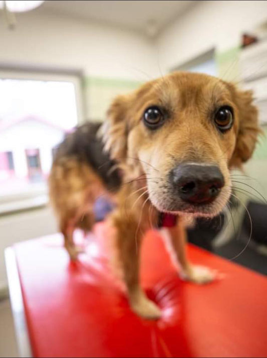 April Rescue-Helping Ukraine $100 Donated