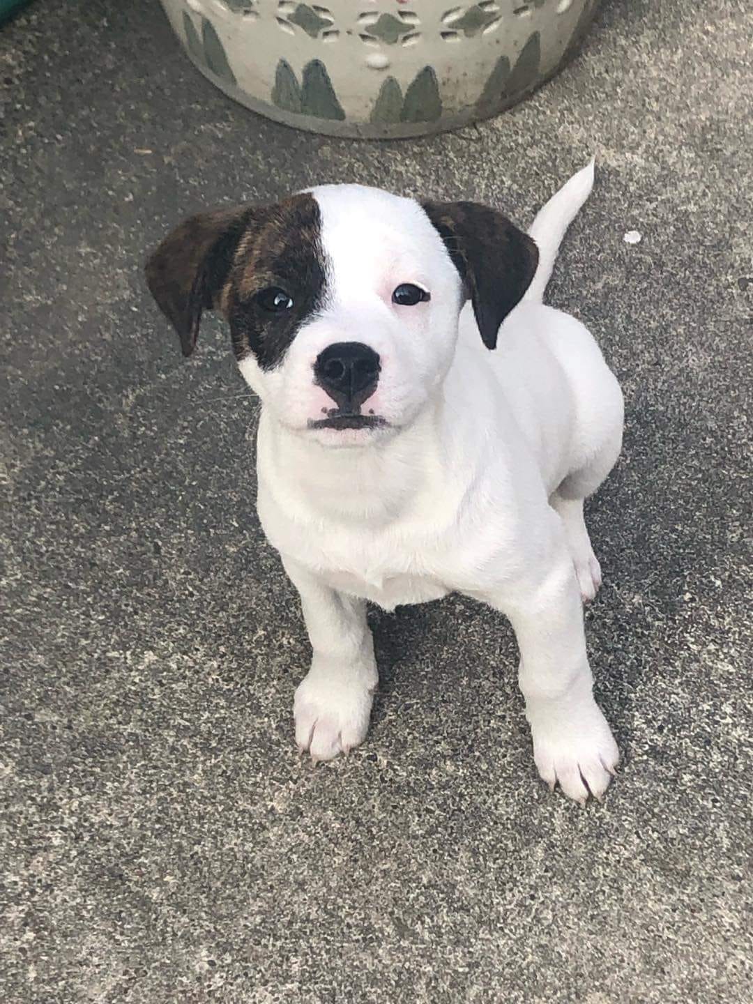 July Rescue - Meet Wendy $110 Donated