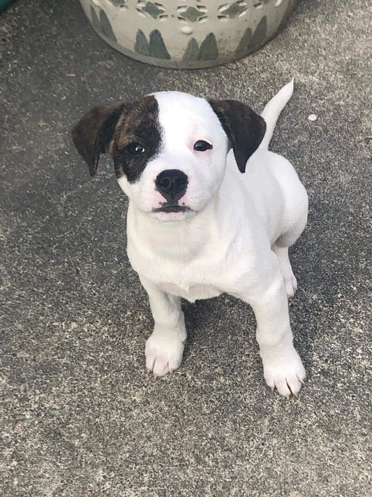July Rescue - Meet Wendy $110 Donated
