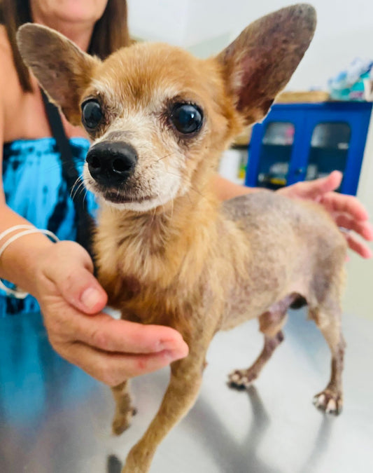 august rescue dog
