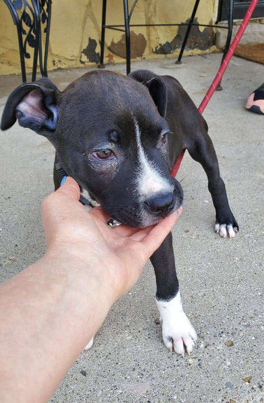 October Rescue - Meet Pit Puppy $125 Donated