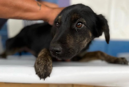 November Rescue - Meet Mobi $150 Donated