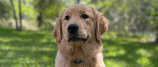 February Rescue - Hope Service Dogs $424 Donated