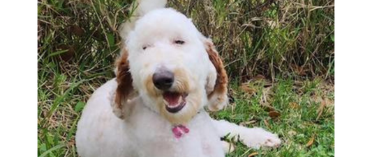 July Rescue - Florida Little Dog Rescue $378 Donated