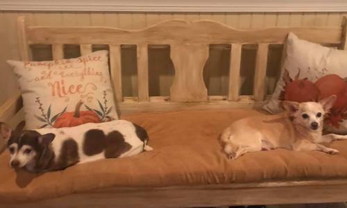 January Rescue: Peanut & Rascal $100 Donated