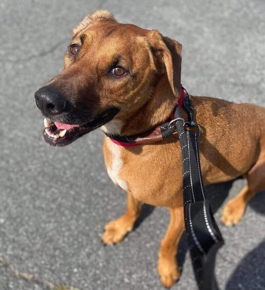 December Rescue: Aston $150 Donated