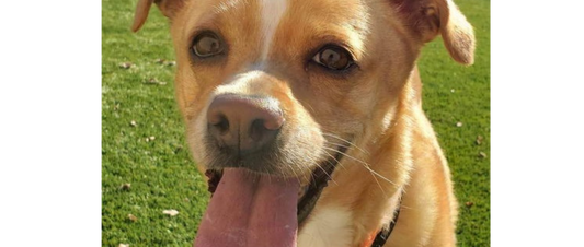 March Rescue - Alaskan Animal Rescue Friends $383 donated