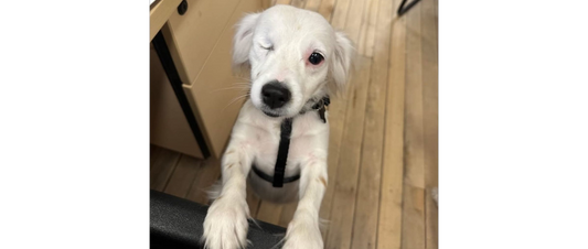 July Rescue: Meet Pickles from The Snoopi Project