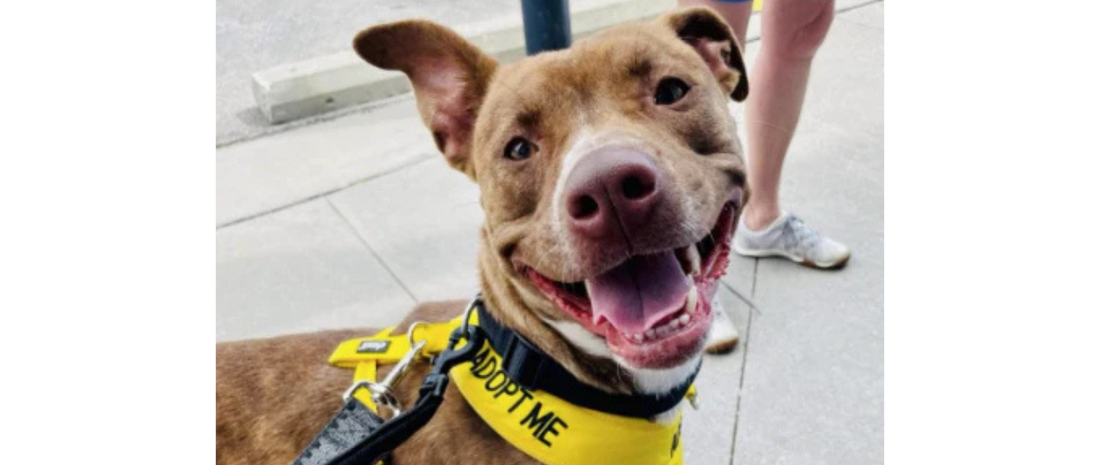 October Rescue - Always & Furever Midwest Animal Sanctuary $400 Donated