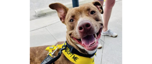 October Rescue - Always & Furever Midwest Animal Sanctuary $400 Donated