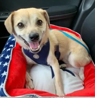 January Rescue: Cal $100 Donated
