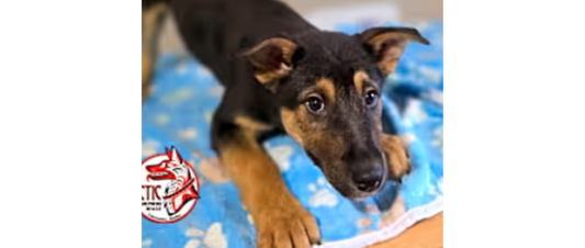 June Rescue: Meet Roumie from Arctic German Shepherd Rescue $350 Donated