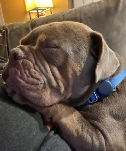 February Rescue - Meet Chunk $248 Donated