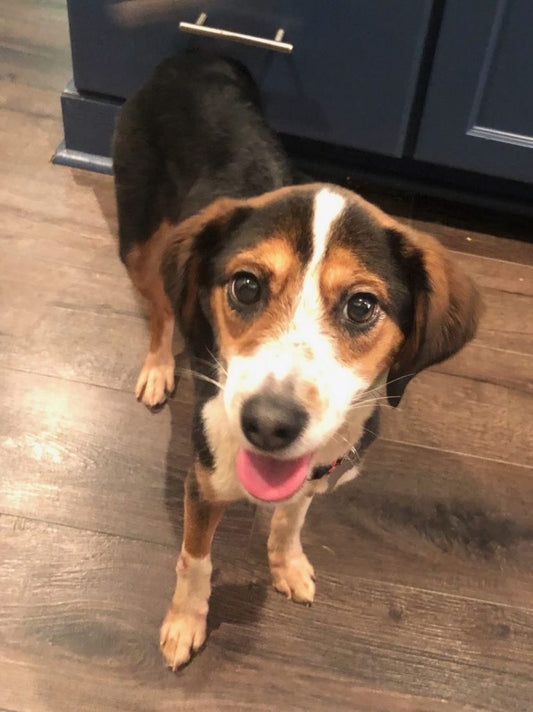 September Rescue - Meet Beetle $130 Donated