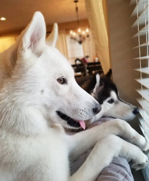 March Rescue - Meet Winter $251 Donated
