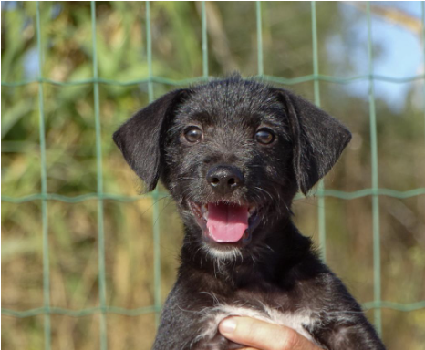 September Rescue - Bianca Sanctuary $389 Donated