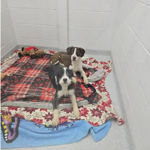 January Rescue - Detroit Pit Crew Rescue $314 Donated