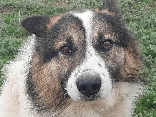 June Rescue - Meet Ben $253 Donated