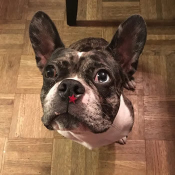 February Rescue: Dexter $100 Donated