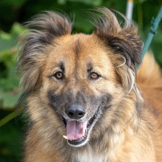 April Rescue - Meet Simba $255 Donated