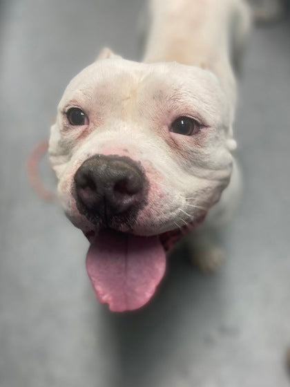 March Rescue - Humane Society of Broward County $338 donated