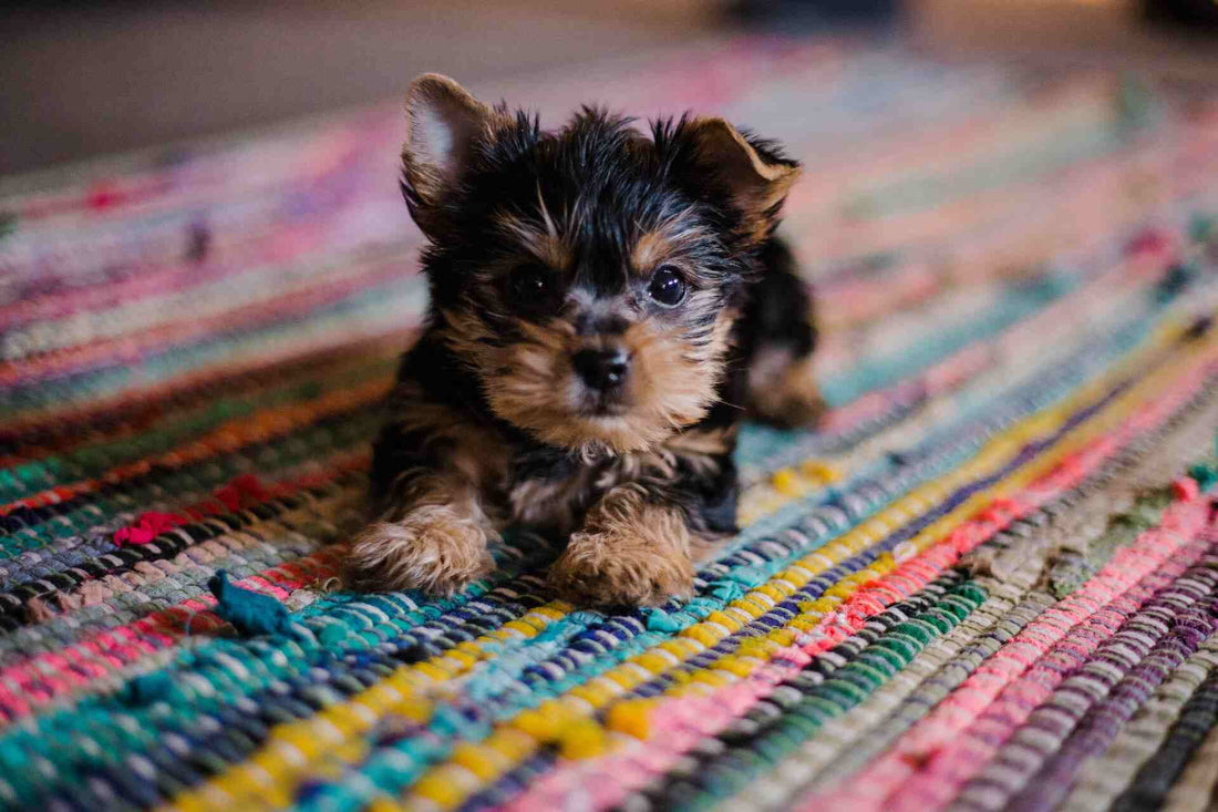 5 Essential Products Puppy Parents Can’t Live Without