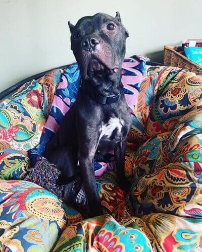 April: Meet Mooch $110 Donated