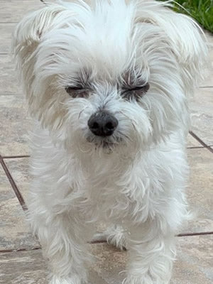 March Rescue: Kiki $115 Donated