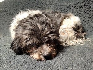 March Rescue: Clara Belle $110 Donated