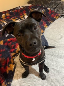 April Rescue - Waggy Tails $340 Donated