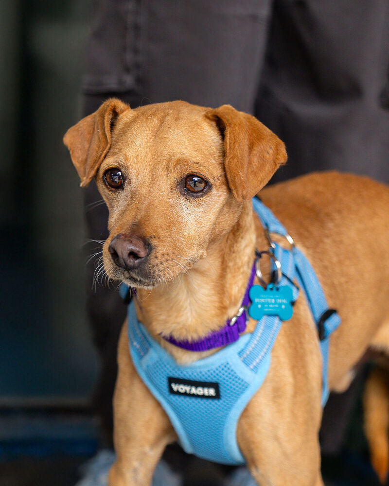 June Rescue $350 Donated - Waggytail Rescue