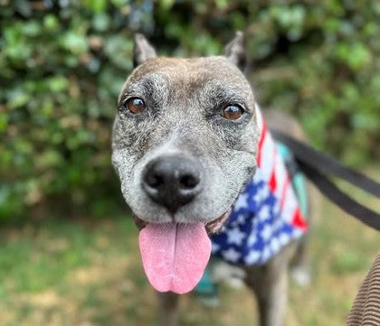close up of dog face on lead with flag