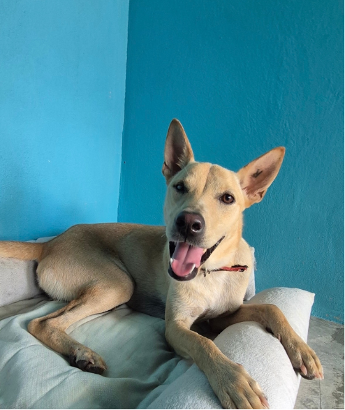 October Rescue - Happy Doggo Rescue