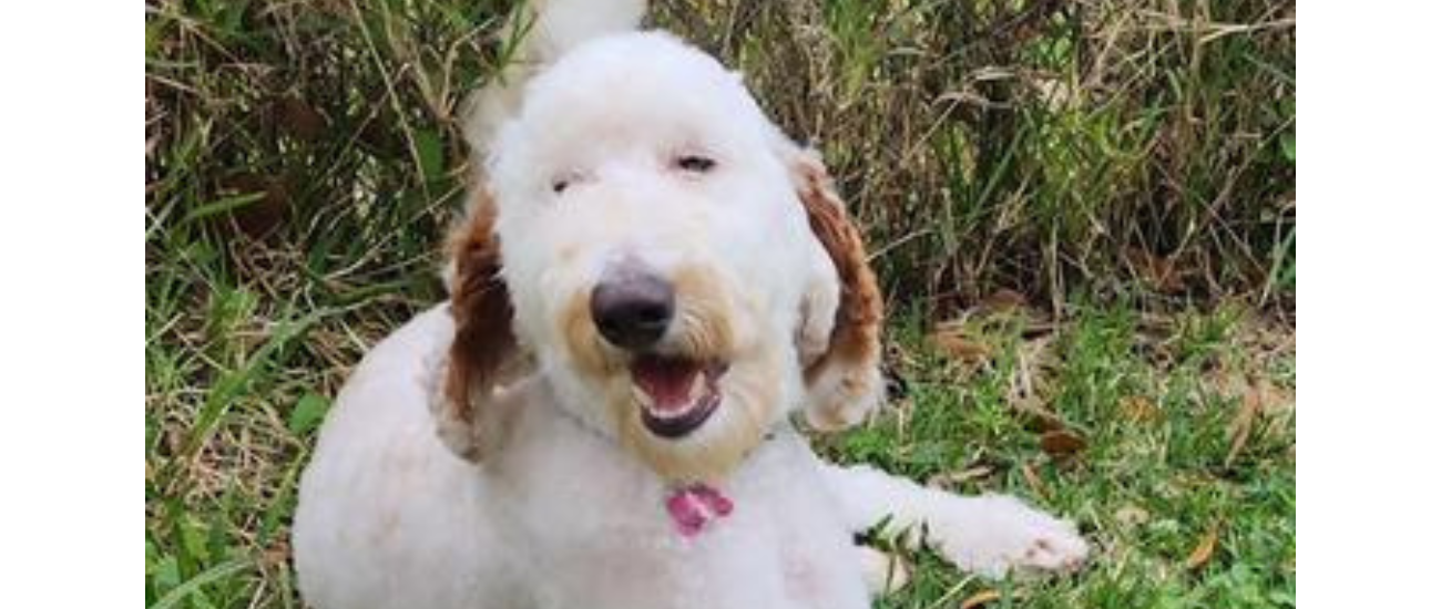 July Rescue - Florida Little Dog Rescue $378 Donated