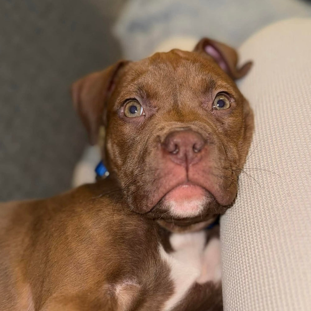 April Rescue $400 Donated - NYC Second Chance Rescue