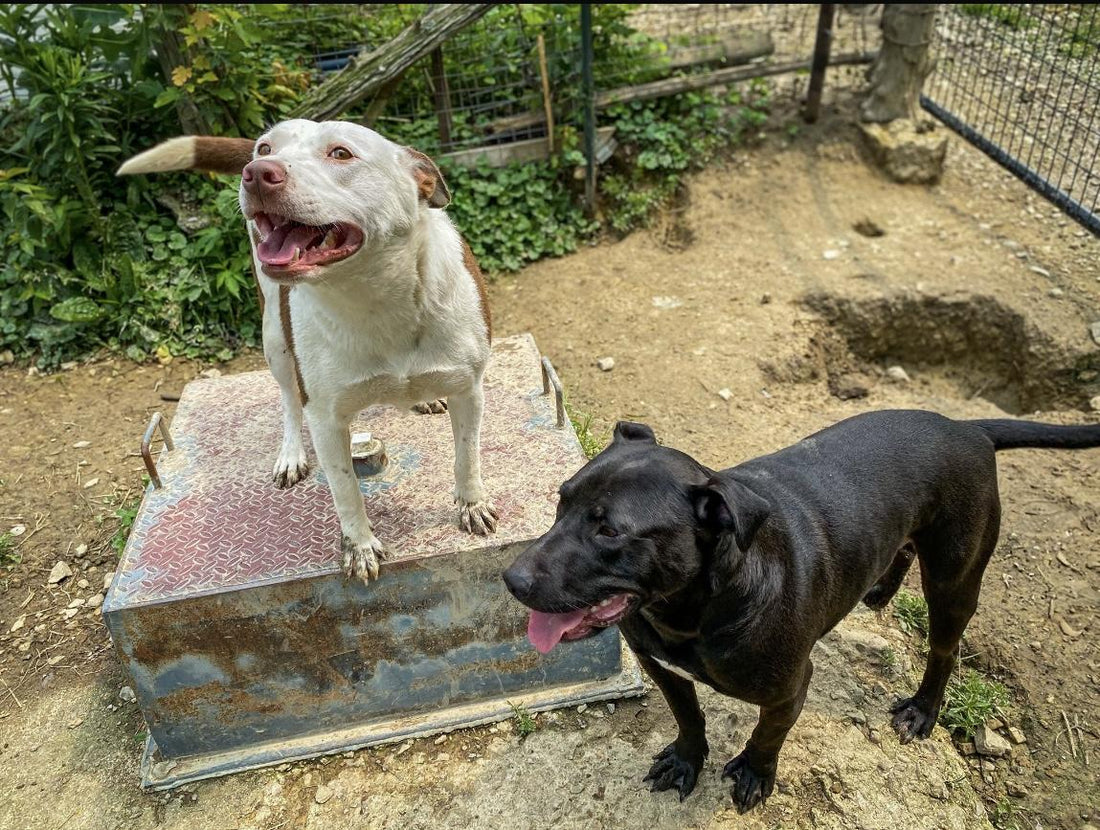 March Rescue - Fields of Freedom Dog Rescue $350 Donated