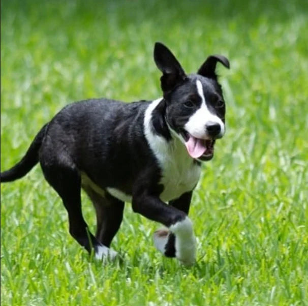 August Rescue - The Asher House