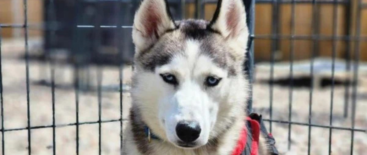 June Rescue - No Dogs Left Behind $398 Donated