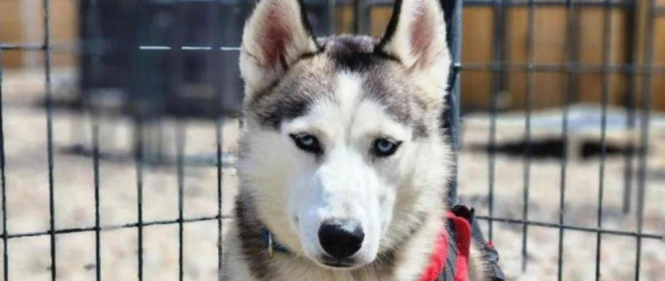 June Rescue - No Dogs Left Behind $398 Donated