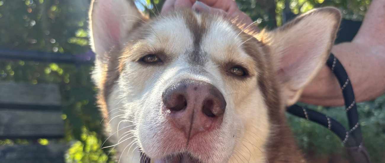 October Rescue: $350 Donated, Meet Goku from Zani’s Furry Friends
