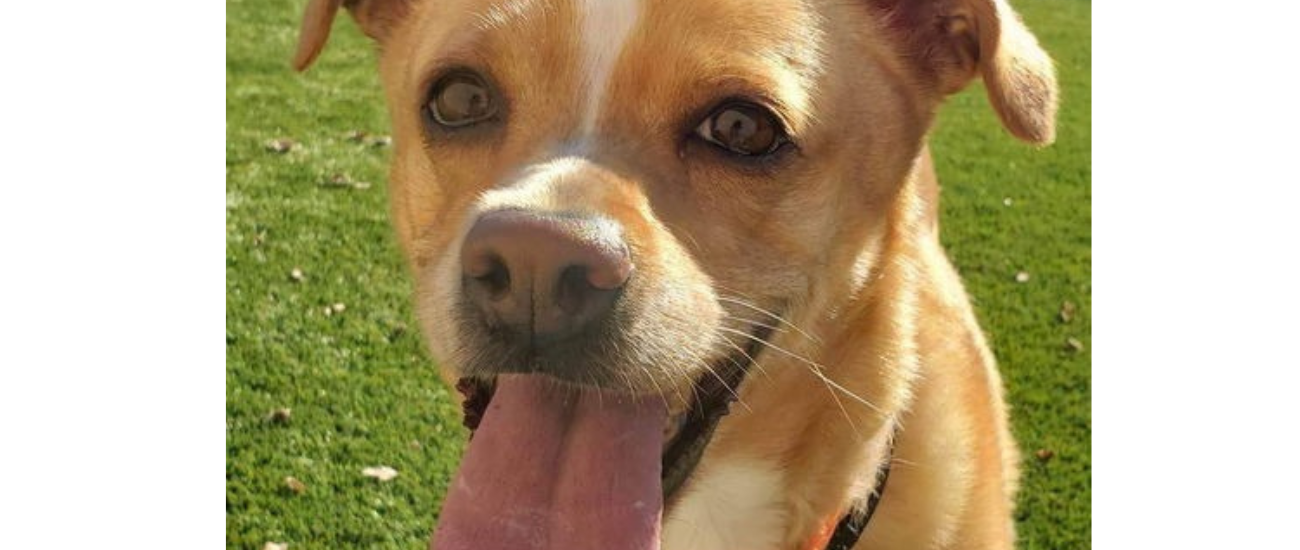 March Rescue - Alaskan Animal Rescue Friends $383 donated