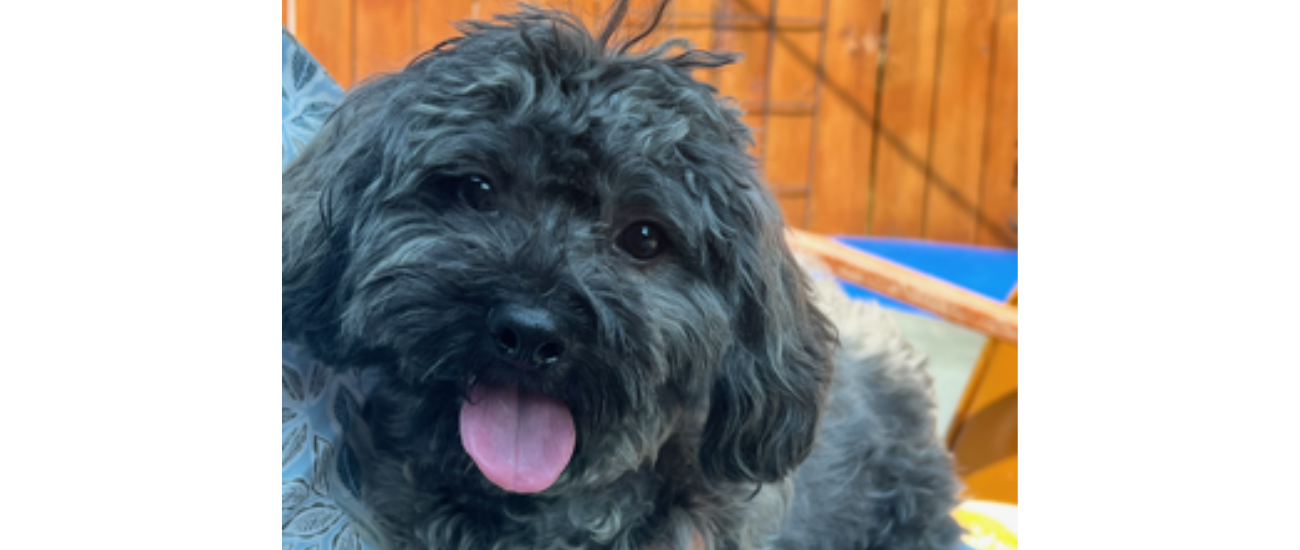 May Rescue: $385 Donated Meet Dusty from Puppy Mill Rescue