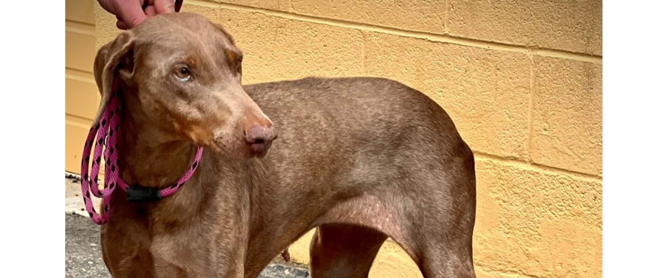 December Rescue: August Angel’s Home $300 Donated