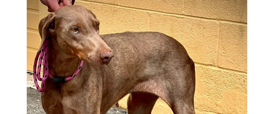 December Rescue: August Angel’s Home