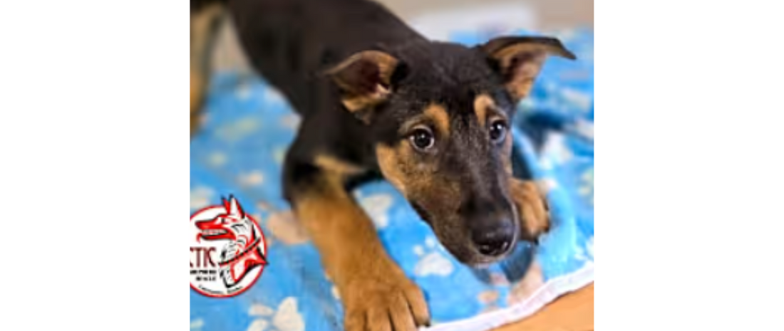 June Rescue: Meet Roumie from Arctic German Shepherd Rescue  $350 Donated