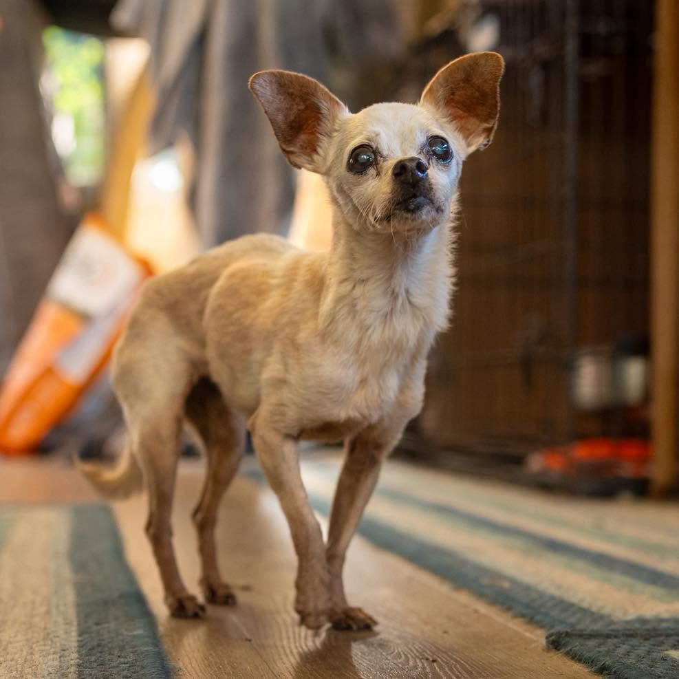 September Rescue - Dogwood Animal Rescue Project