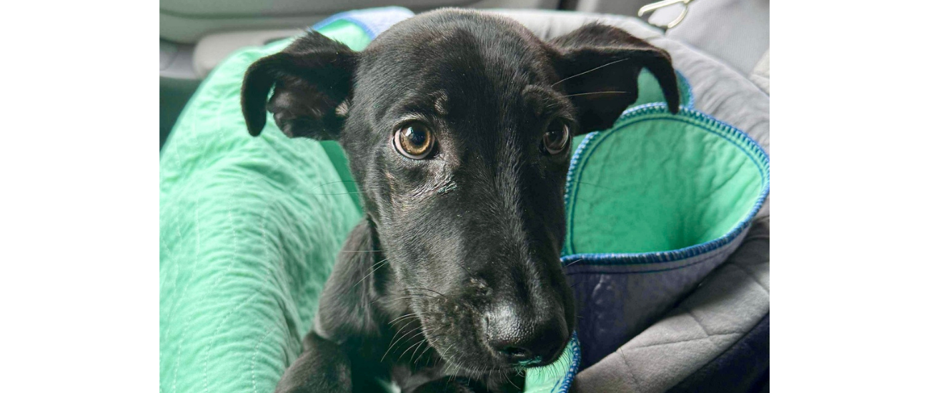 February Rescue: NYC Second Chance Rescue $350 Donated