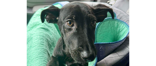 February Rescue: NYC Second Chance Rescue