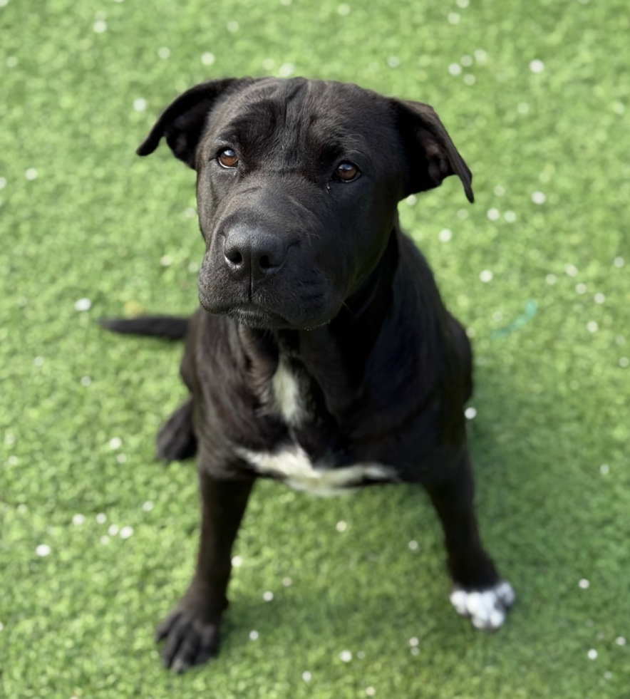 July - Big Dog Ranch Rescue